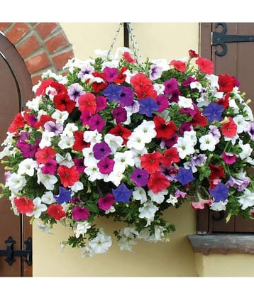 homeagro - Petunia Mixed Flower ( 50 Seeds )