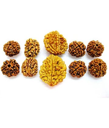 Natural 2 3 4 5 6 Mukhi (Face) Rudraksh Rudraksha (Big lot 10 Pieces) Energized