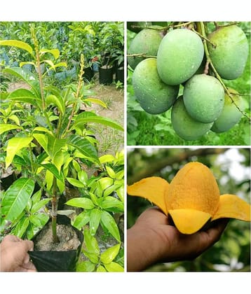 Cloud Farm Outdoor Mango Fruit Plant Pack of 1