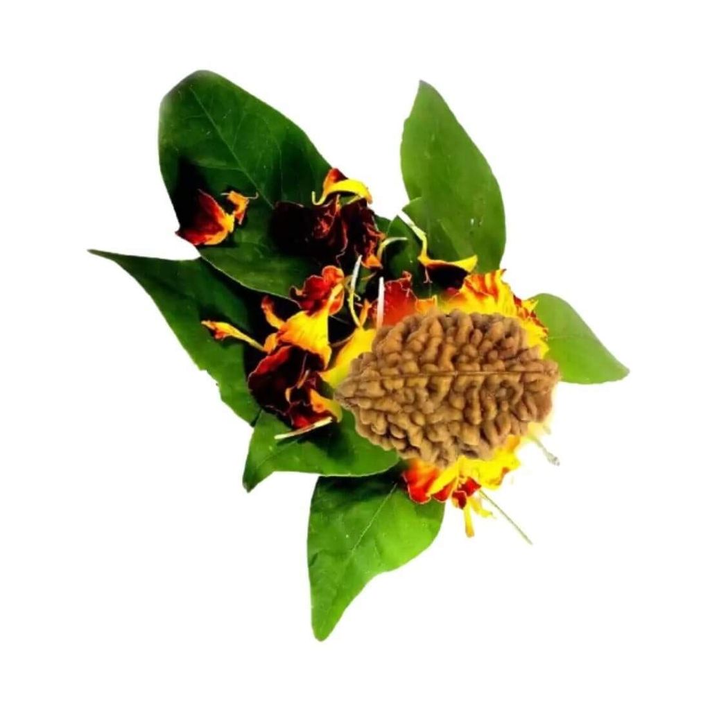 MAYAPURI Mantra Siddha 2 Mukhi Rudraksha/Natural 2 Face Rudraksha Bead/Pendant (Brown) for Men & Women (Pack of 1) - Pooja Needs | Buy online on ZillyBuy