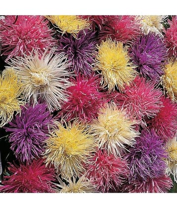 HN organic seed - Chrysanthemum Flower ( 50 Seeds )