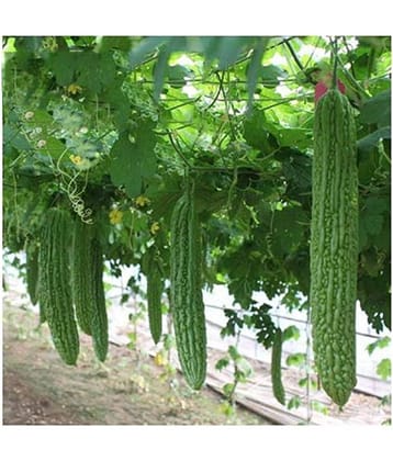 Bitter Gourd(Karela) Jhalri Long - Desi Vegetable Seeds 15