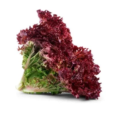 Lettuce - Red (Lollo Rosso)