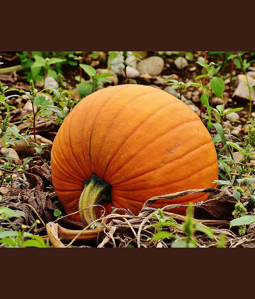 BIG MAX PUMPKIN - ORGANIC - HEIRLOOM VEGETABLE - 10 SEEDS