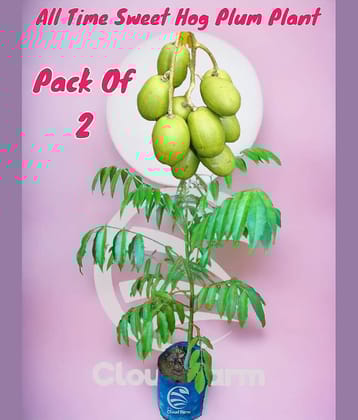 Cloud Farm Outdoor Fruit Plant ( Pack of 2 )