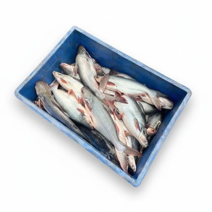 Fresh River Fish - 20 kg - One crate of fresh fish