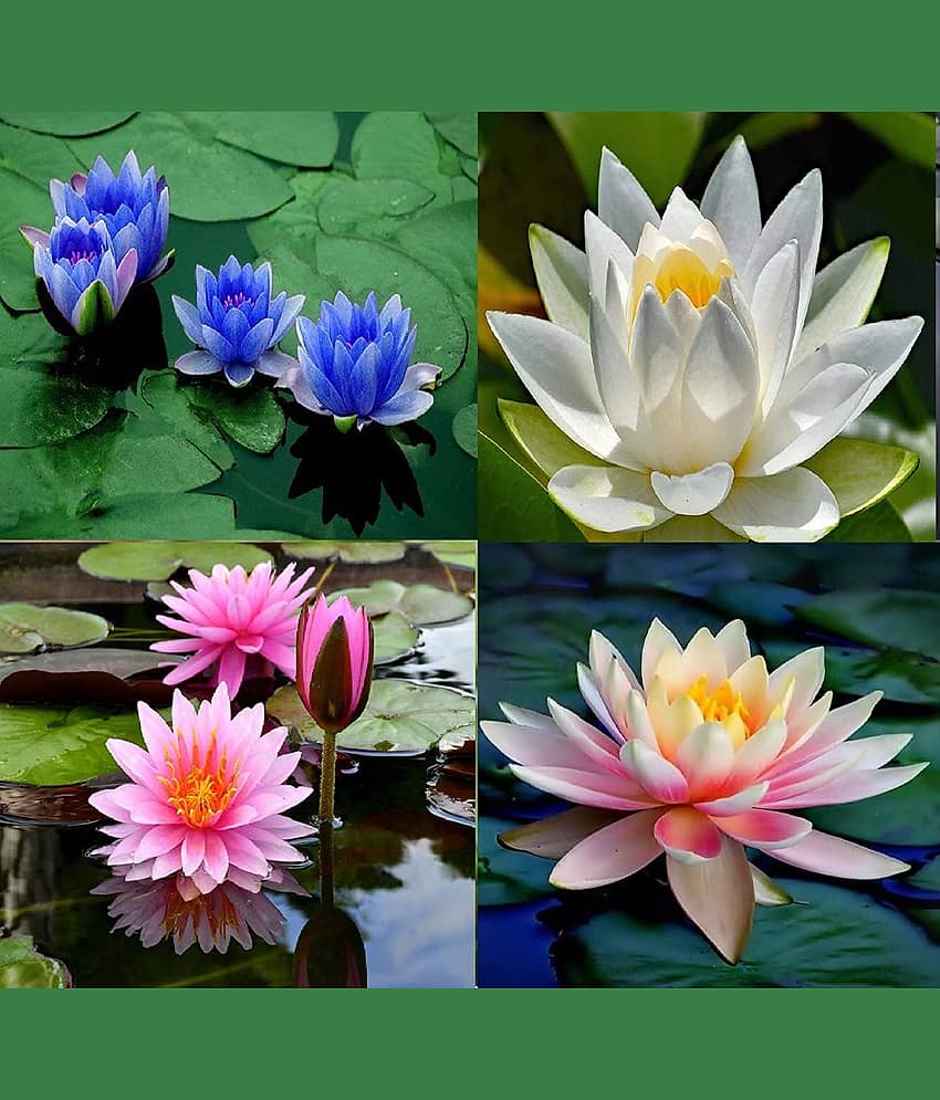 Rare Pink Yellow White Lotus Seeds Aquatic Plants Water Plants Midnight 20 Seeds  WITH MANUAL