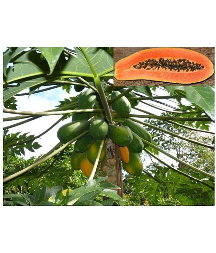 Papaya Fruit Seeds