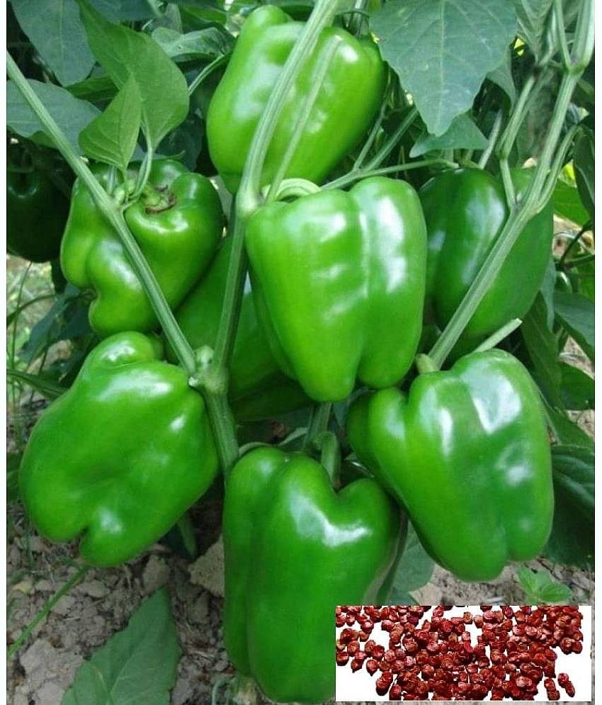 HN organic seed Green Capsicum Vegetable ( 50 Seeds )