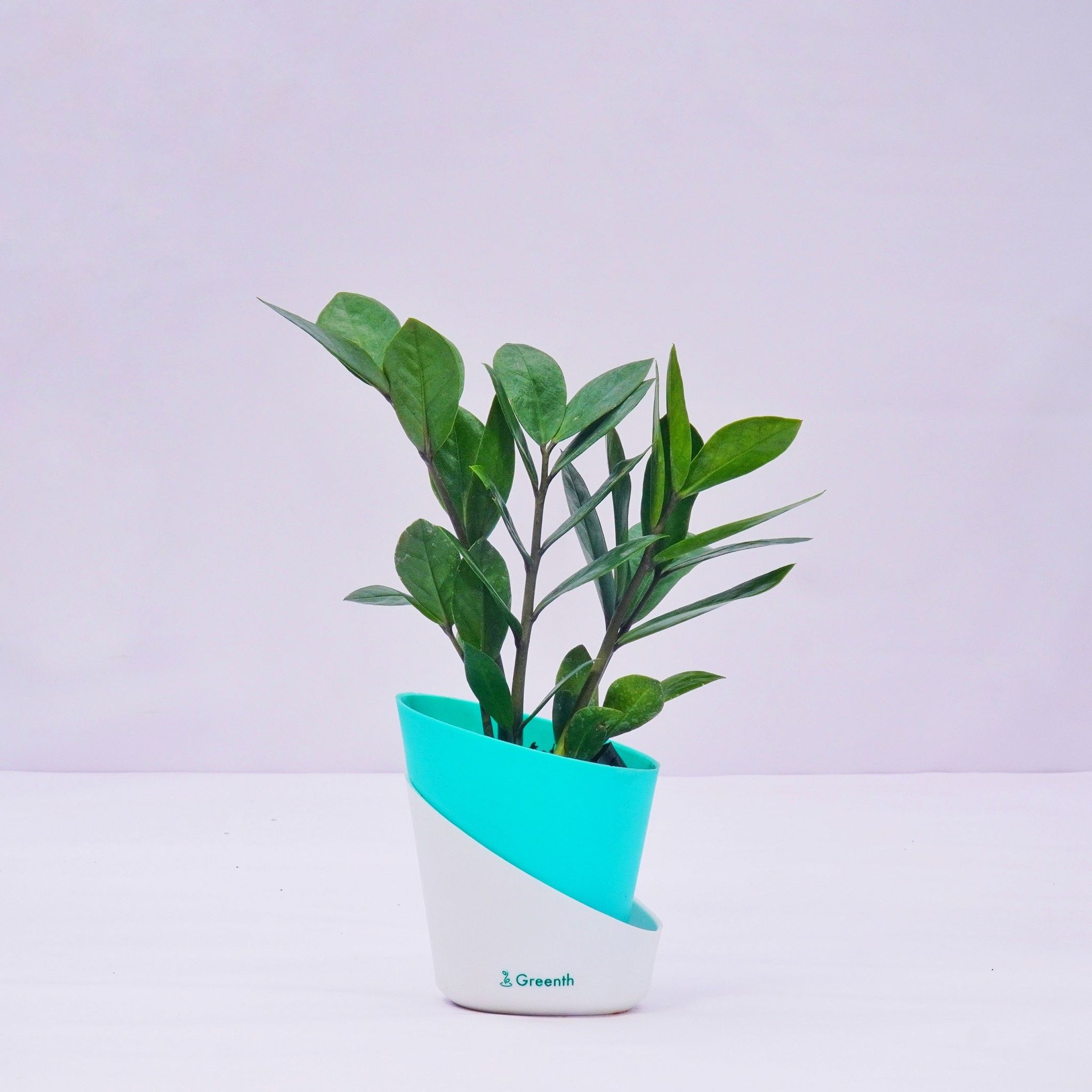 ZZ Plant Green-Self Watering Pot / Teal