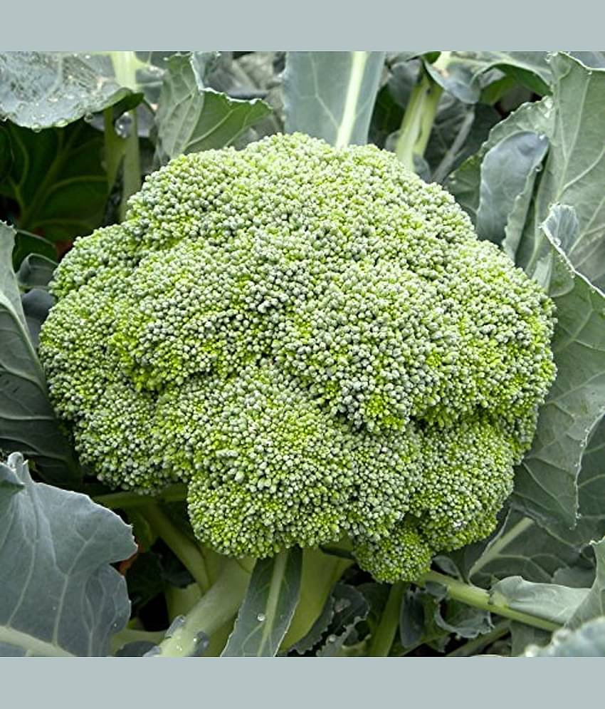 Purna Organics Naturally Treated Organic Broccoli Seeds (20 seeds) with cocopeat