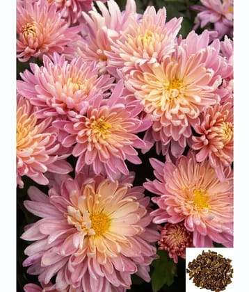homeagro - Indian Chrysanthemum Mixed Flower ( 50