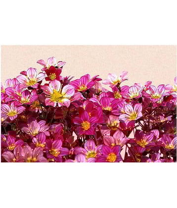 WallDesign Carolina Rose Flowers - 14 cm W x 305 cm L Floral Sticker ( 305 x 14 cms )