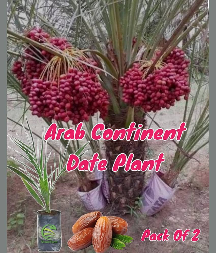 Cloud Farm Outdoor Fruit Plant ( Pack of 2 )
