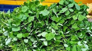 Fenugreek 