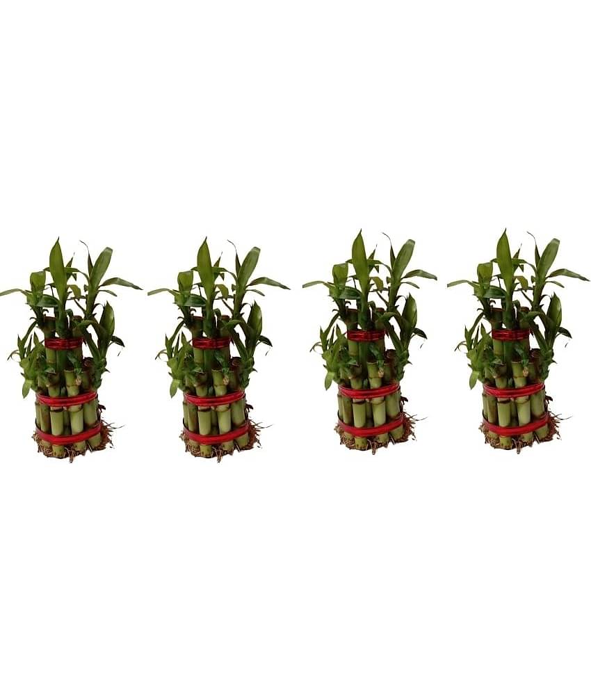 Green plant indoor - Green Wild Artificial Flowers With Pot ( Pack of 4 )