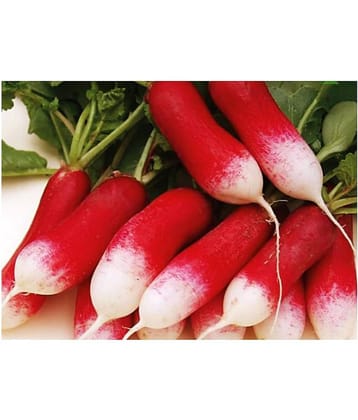 Radish Red Loong Variety Seeds (50 Seeds)