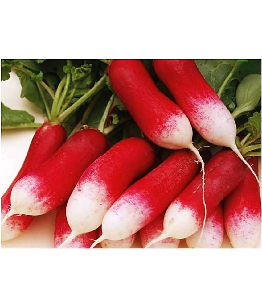 Radish Red Loong Variety Seeds (50 Seeds)