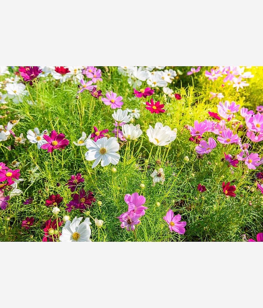 homeagro - Cosmos Mixed Flower ( 20 Seeds )