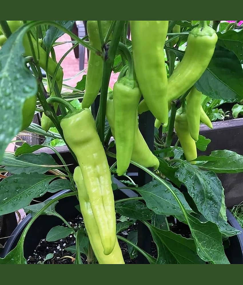Hybrid Chilli Seeds Best For Your Home Garden - 100 Seeds Per Pack
