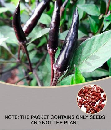 Hybrid LONG BLACK CHILLI vegetable 30 seeds pack with user manual