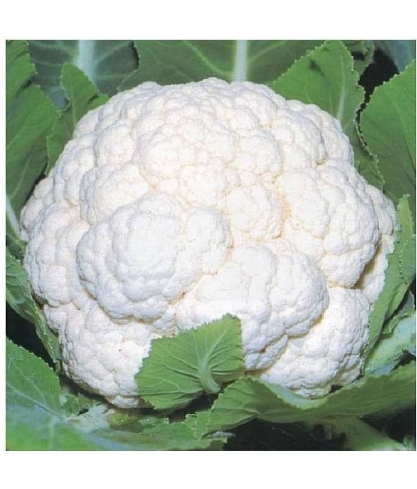 Cauliflower Desi Seeds Phool Gobhee Phool Gobhi Vegetables 100 Seeds (Nod)