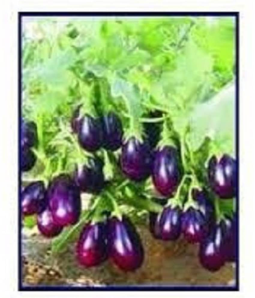 REAL NATURE BRINJAL (BENGAN) SEEDS | Pack of 50