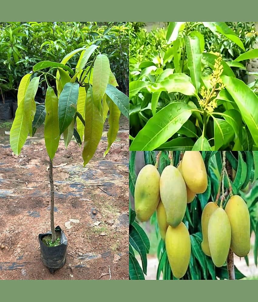 Cloud Farm Outdoor Mango Fruit Plant Pack of 1