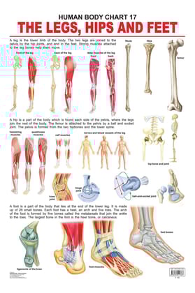 The Hips, Legs & Feet (English, Poster, unkno [Poster] Dreamland Publications