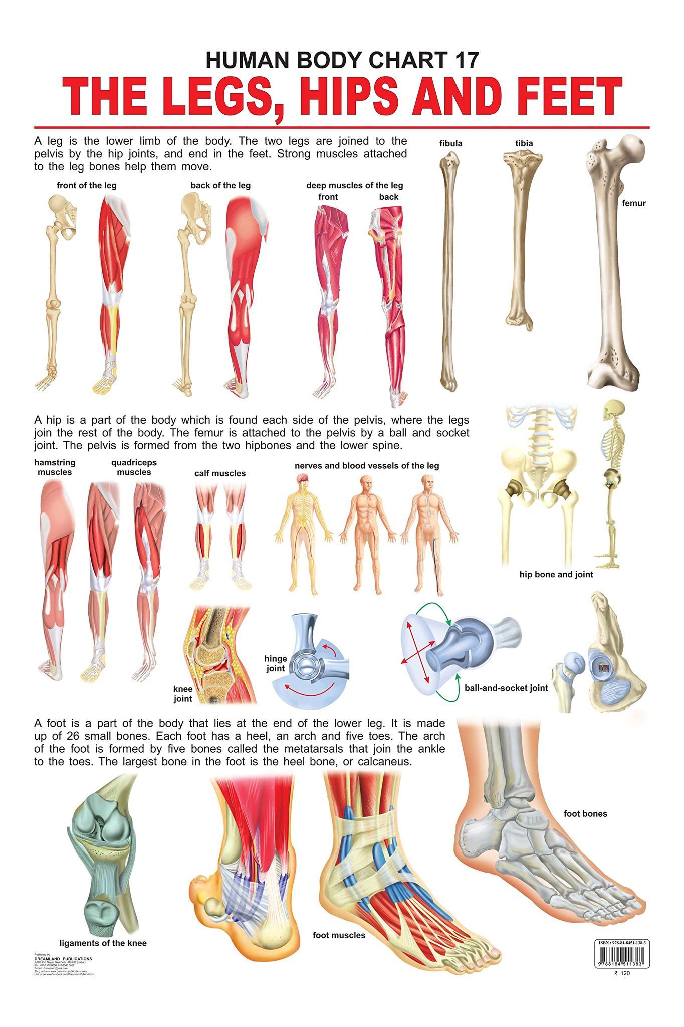 The Hips, Legs & Feet (English, Poster, unkno [Poster] Dreamland Publications