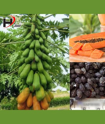 HL. Papaya Seeds 50pcs (Hybrid)