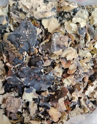 DAGADFUL 20GM