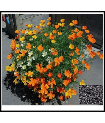 PREMIUM COLOR MIX POPPY PLANT 50 SEEDS Pack FOR HOME GARDENING WITH MANUAL