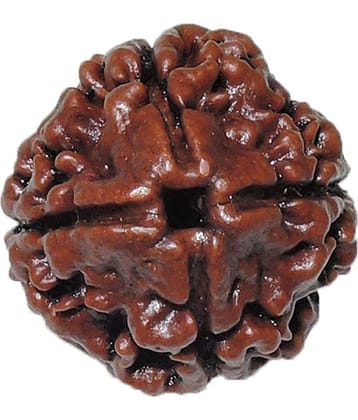 Rashi Ratan Bhagya Natural Rudraksha 4 Mukhi - Nepal