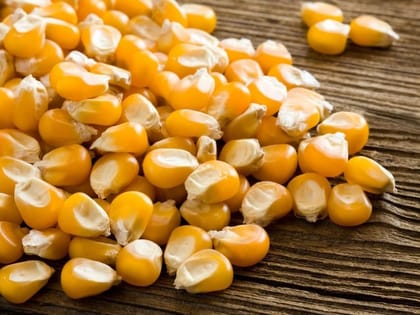 Raw Maize - 1 kg
