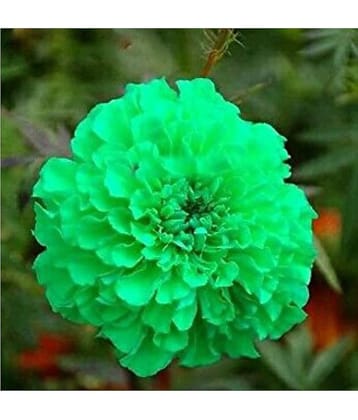 Rare Green Marigold Flower Seeds Imported Fresh 30 Seeds / pack