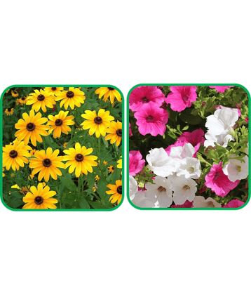 Aero Seeds Petunia Mix Color (50 Seeds) And Sunflower Miniature (50 Seeds) Flower Seeds Pack