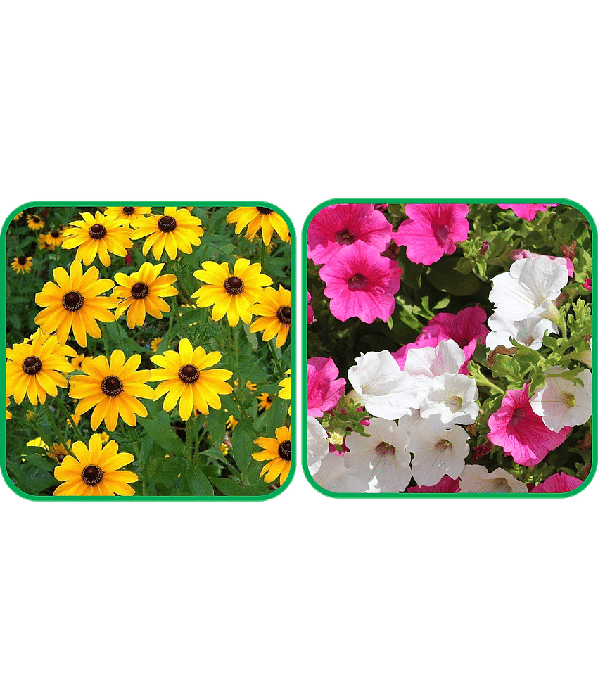 Aero Seeds Petunia Mix Color (50 Seeds) And Sunflower Miniature (50 Seeds) Flower Seeds Pack