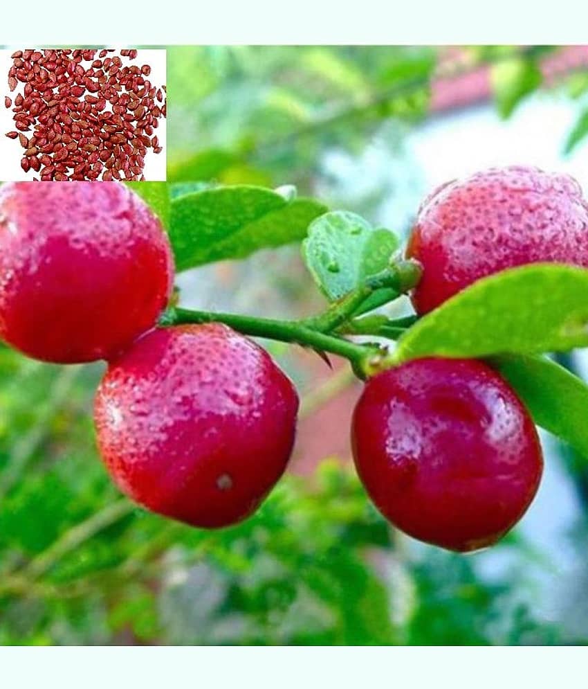 homeagro - Lemon Vegetable ( 110 Seeds )