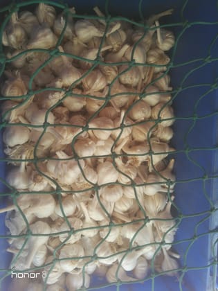 Garlic pcs