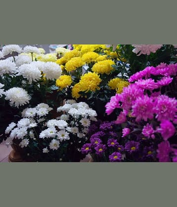 Chrysanthemum/Guldaudi Mix Colors Hybrid Seeds For Home Gardening 30 seeds with cocopeat and growing soil