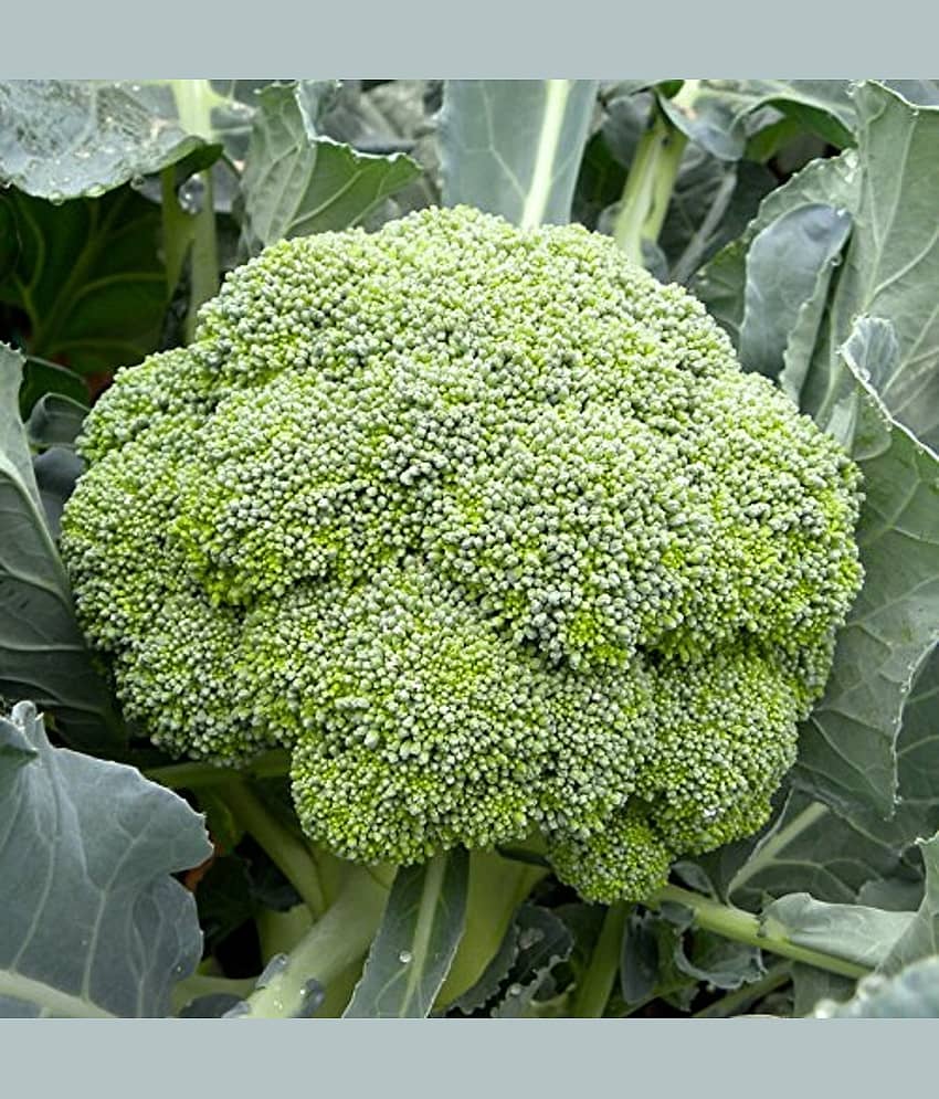 Purna Organics Naturally Treated Organic Broccoli Seeds (20 seeds) with cocopeat