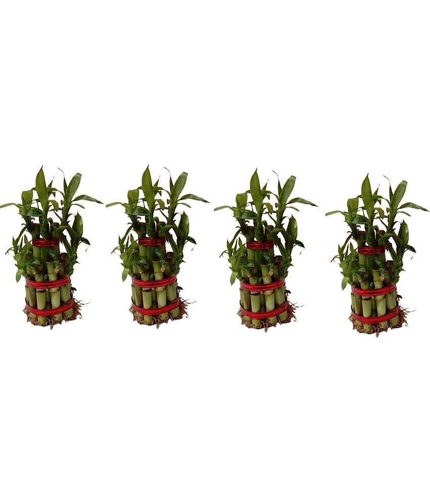 Green plant indoor - Green Wild Artificial Flowers With Pot ( Pack of 4 )