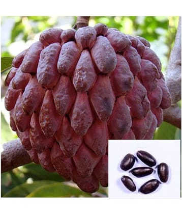 STOREFLIX RED Sugar Apple,Custard Apple 20 Seeds Pack WITH MANUAL