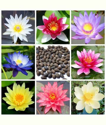 Lotus Pink & White Colors Flower Seeds For Home Garden | Pack of 20 Seeds with Instruction Manual