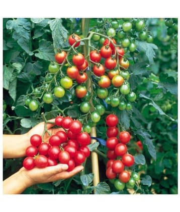 R-DRoz Cherry Tomato Advance Seeds - Pack of 50 Hybrid Seeds