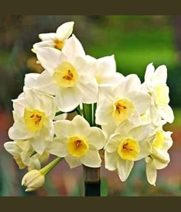 LiveNature Nargis Multicolor Flower Bulbs | Winter Indoor/Outdoor Multicolor Flower Bulbs | Best For Home Garden & Terrace – 2 Bulbs