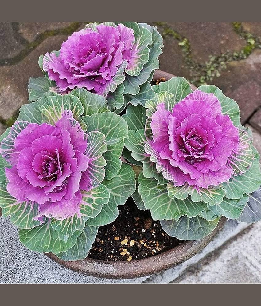 Flowering Kale Seeds Pack Of 30 Seeds