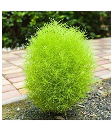 CLASSIC GREEN EARTH Kochia f1 Green Grass Ball Flower Hybrid Seeds For Home Gardening Planting with growing cocopeat | Pack of 50 Seeds