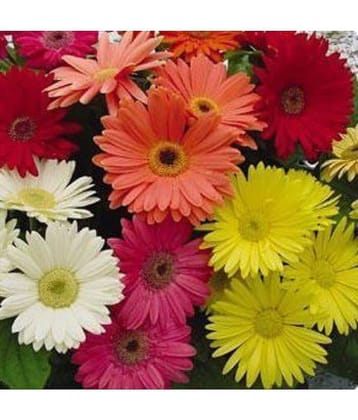 All Season 50 Seeds Pack Of Daisy Gerbera Mix Flower Seeds + Instruction Manual